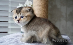 Photo №3. Munchkin kittens. Germany