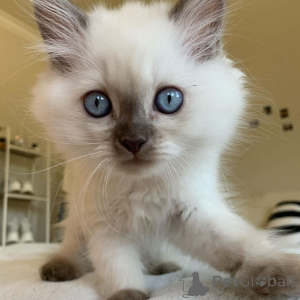 Photo №2 to announcement № 171976 for the sale of ragamuffin cat - buy in Netherlands private announcement
