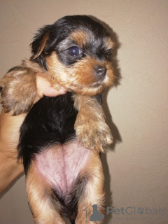 Photo №2 to announcement № 66532 for the sale of yorkshire terrier - buy in Latvia private announcement, from nursery, breeder