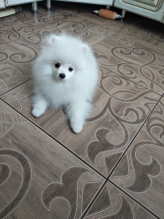Photo №1. pomeranian - for sale in the city of Kirov | negotiated | Announcement № 6634