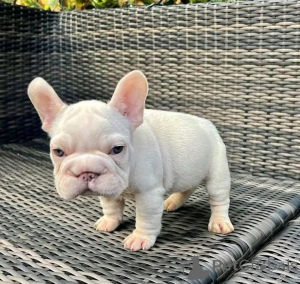 Photo №3. This stunning French Bulldog puppy is full of charm, love, and personality With. Austria