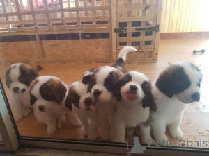 Photo №3. Saint Bernard puppies. Netherlands