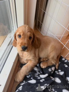 Photo №1. english cocker spaniel - for sale in the city of Lyon | negotiated | Announcement № 163762