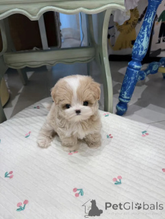 Photo №1. maltipu - for sale in the city of Bremen | negotiated | Announcement № 154942