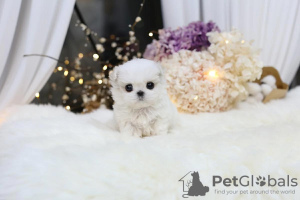 Additional photos: Maltese , 1 months old