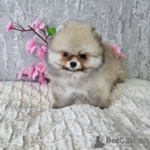 Photo №2 to announcement № 34878 for the sale of pomeranian - buy in France private announcement