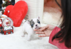 Photo №4. I will sell french bulldog in the city of Warsaw. private announcement - price - Is free