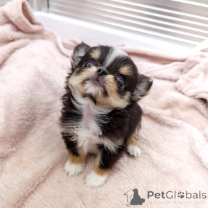 Photo №2 to announcement № 163646 for the sale of chihuahua - buy in Finland private announcement, from the shelter