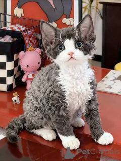 Photo №1. devon rex - for sale in the city of Antwerp | 516$ | Announcement № 172706