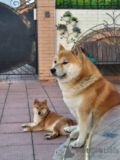 Additional photos: Super Shiba puppies