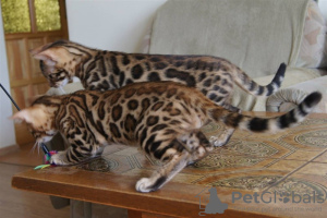 Photo №2 to announcement № 28897 for the sale of bengal cat - buy in Switzerland 