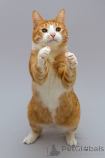 Photo №4. I will sell  in the city of Khimki. from the shelter - price - Is free