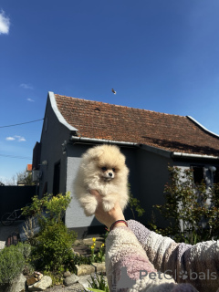 Photo №1. pomeranian - for sale in the city of Savino Selo | negotiated | Announcement № 141367