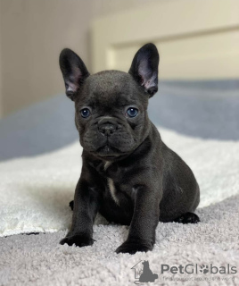 Photo №1. french bulldog - for sale in the city of Vilnius | negotiated | Announcement № 128621