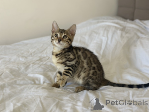 Photo №2 to announcement № 36697 for the sale of bengal cat - buy in United Kingdom private announcement, from nursery, breeder