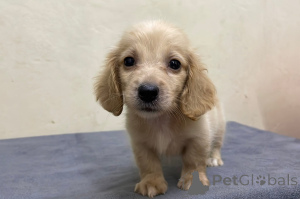 Photo №2 to announcement № 173982 for the sale of dachshund - buy in Germany breeder