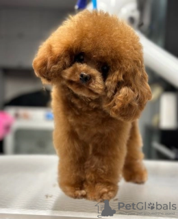 Photo №3. Asian toy poodle male puppy. United States