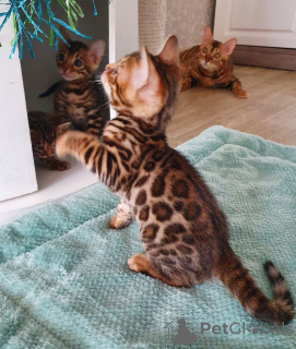 Photo №1. bengal cat - for sale in the city of Edgecumbe | 423$ | Announcement № 106329