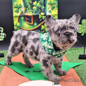 Photo №3. French Bulldog Male 9 weeks old Ready to go home. Germany
