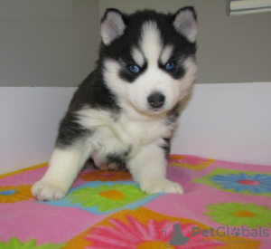 Photo №1. siberian husky - for sale in the city of Prague | 528$ | Announcement № 77736