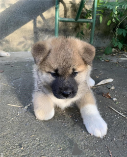 Photo №1. american akita - for sale in the city of Aveiro | 350$ | Announcement № 80272