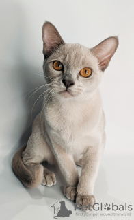 Photo №2 to announcement № 35412 for the sale of burmese cat - buy in Russian Federation from nursery, breeder