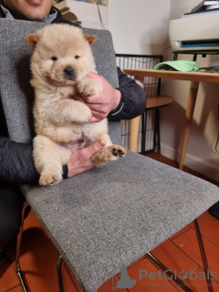 Additional photos: Cute Chow Chow Puppies