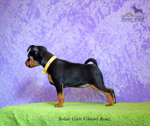 Photo №2 to announcement № 1285 for the sale of miniature pinscher - buy in Belarus private announcement