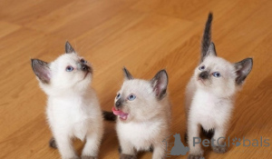 Photo №1. siamese cat - for sale in the city of Seville | negotiated | Announcement № 176411