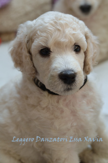 Photo №2 to announcement № 1406 for the sale of poodle (toy) - buy in Russian Federation from nursery