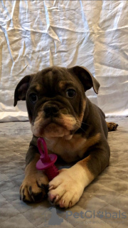 Photo №4. I will sell english bulldog in the city of Дортмунд. private announcement, breeder - price - 380$