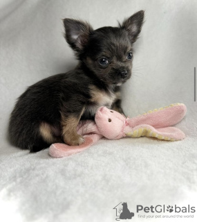 Photo №1. chihuahua - for sale in the city of Munich | 423$ | Announcement № 103848