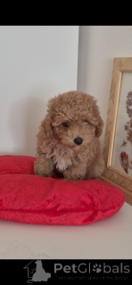 Photo №4. I will sell poodle (toy) in the city of Zürich. private announcement - price - negotiated