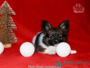 Photo №1. papillon dog - for sale in the city of Saratov | Is free | Announcement № 30230
