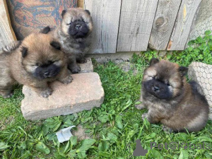 Photo №1. chow chow - for sale in the city of Šid | negotiated | Announcement № 168491