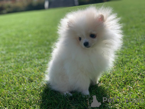 Photo №2 to announcement № 25730 for the sale of pomeranian - buy in Poland from nursery