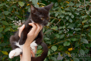 Additional photos: Wonderful kittens as a gift