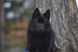 Photo №3. Schipperke. Puppies. Russian Federation