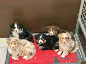 Photo №1. australian shepherd - for sale in the city of Paris | negotiated | Announcement № 165301