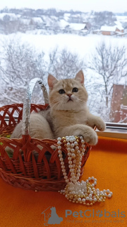 Photo №2 to announcement № 32293 for the sale of british shorthair - buy in Germany private announcement