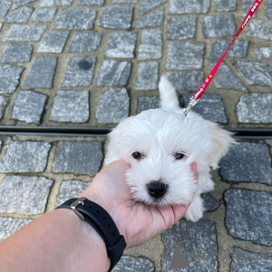 Photo №1. maltese dog - for sale in the city of Munich | negotiated | Announcement № 95389