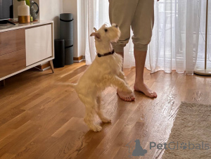 Photo №2 to announcement № 135098 for the sale of schnauzer - buy in Serbia private announcement