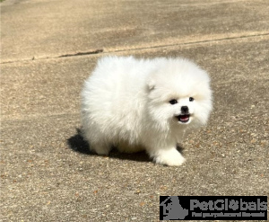 Photo №1. pomeranian - for sale in the city of Sevnica | Is free | Announcement № 134663