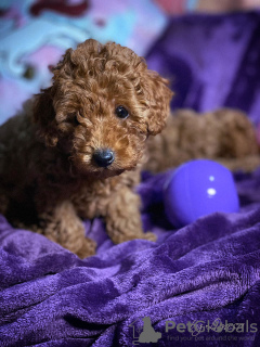 Photo №4. I will sell poodle (toy) in the city of Ниш. breeder - price - negotiated