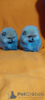Photo №3. Pomeranian Spitz (girl and boy) FCI. Ukraine