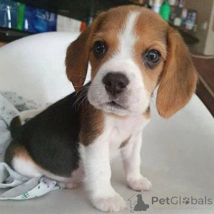 Photo №1. beagle - for sale in the city of Bleialf | 510$ | Announcement № 167286
