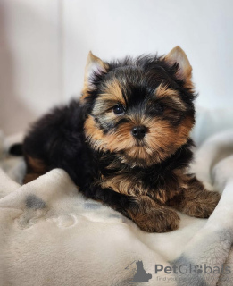 Photo №1. yorkshire terrier - for sale in the city of Ньиредьхаза | negotiated | Announcement № 110180