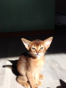 Photo №2 to announcement № 1872 for the sale of abyssinian cat - buy in Belarus private announcement