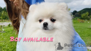Photo №1. pomeranian - for sale in the city of Покровск | negotiated | Announcement № 25523