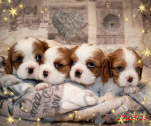 Photo №2 to announcement № 145658 for the sale of cavalier king charles spaniel - buy in Belarus breeder